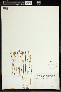Utricularia cornuta image