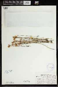 Utricularia cornuta image