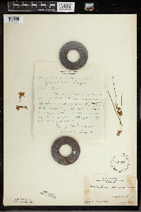 Utricularia cornuta image