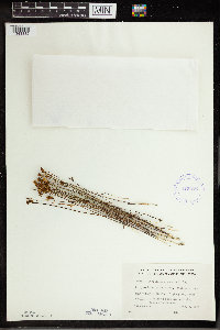 Utricularia cornuta image