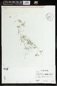 Utricularia minor image