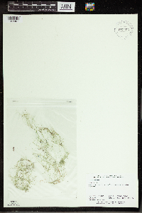 Utricularia gibba image