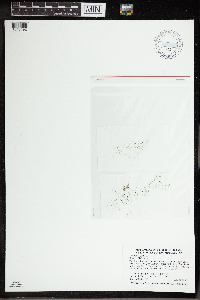 Utricularia gibba image