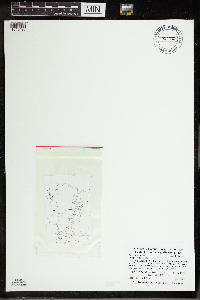 Utricularia gibba image