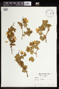 Rubus deliciosus image
