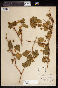 Rubus deliciosus image