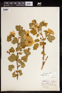 Rubus deliciosus image