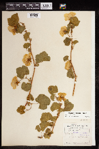 Rubus deliciosus image