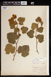 Rubus deliciosus image