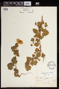 Rubus deliciosus image