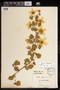 Rubus deliciosus image