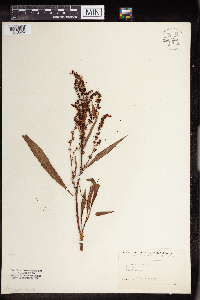 Rumex patientia image