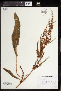 Rumex verticillatus image