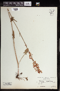 Rumex acetosa image