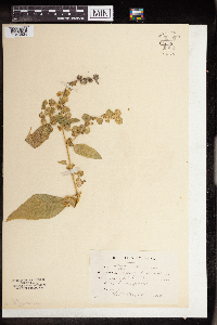 Rumex altissimus image