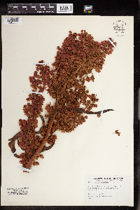Rumex occidentalis image