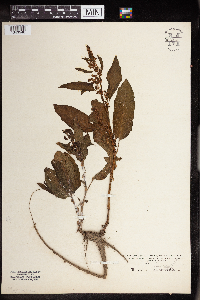Rumex obtusifolius image