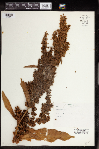 Rumex patientia image