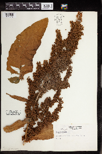 Rumex patientia image