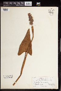 Pontederia cordata image