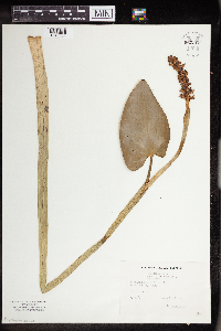 Pontederia cordata image