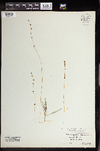 Stuckenia pectinata image