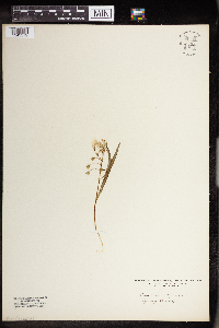 Claytonia virginica image