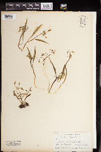 Claytonia virginica image