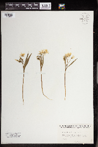 Claytonia virginica image