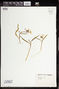 Claytonia virginica image