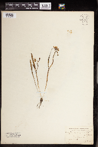 Claytonia virginica image