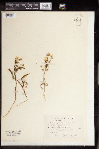Claytonia virginica image