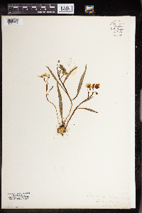 Claytonia virginica image