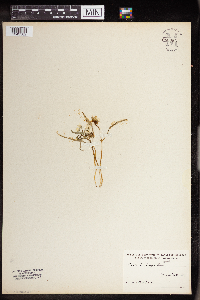 Claytonia virginica image