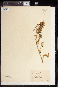 Portulaca grandiflora image