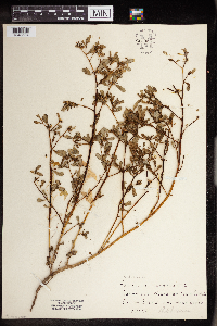 Portulaca oleracea image