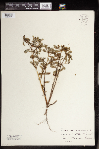 Portulaca oleracea image