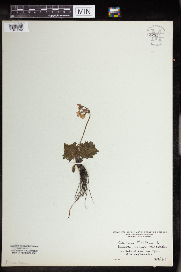 Cortusa matthioli image