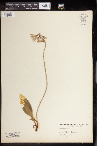 Dodecatheon meadia image