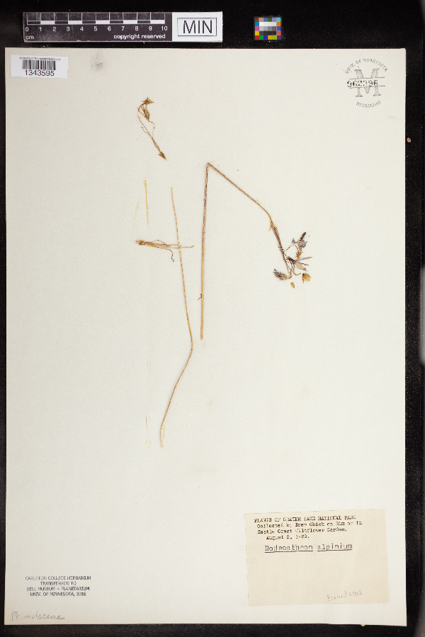 Dodecatheon alpinum image