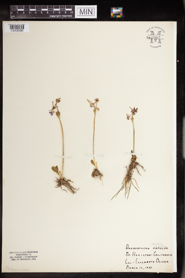 Dodecatheon clevelandii subsp. patulum image