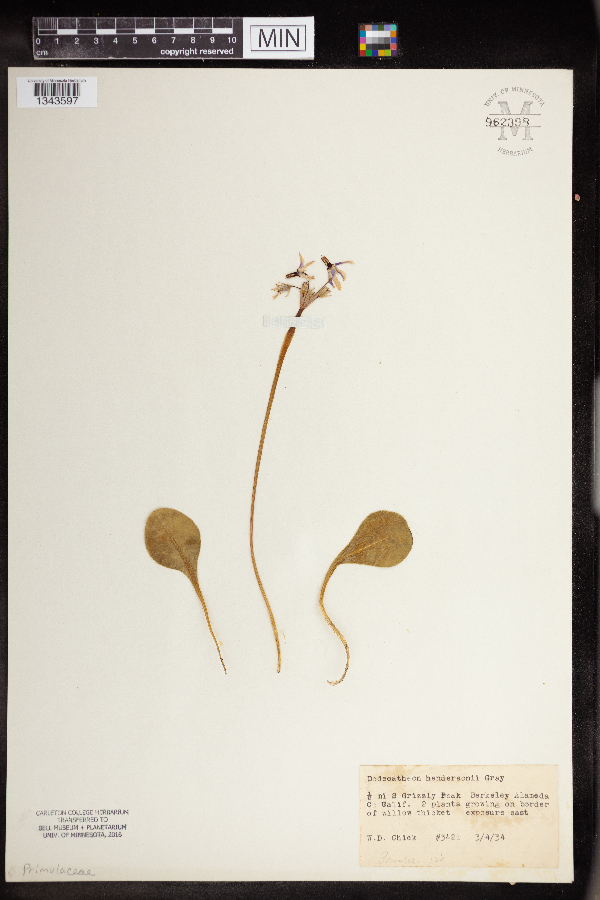 Dodecatheon hendersonii image