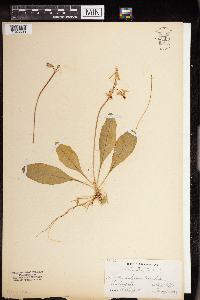 Dodecatheon amethystinum image