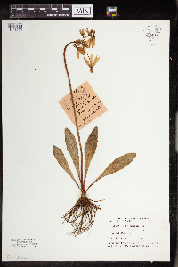 Dodecatheon meadia image