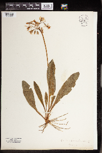 Dodecatheon meadia image