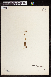 Moneses uniflora image