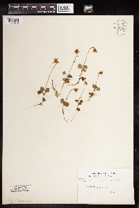 Moneses uniflora image