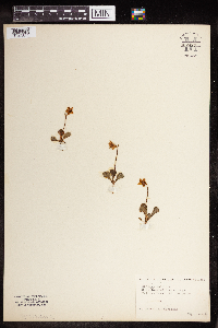 Moneses uniflora image