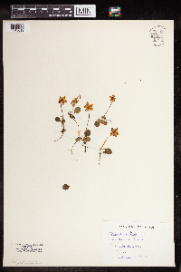 Moneses uniflora image