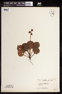 Pyrola americana image